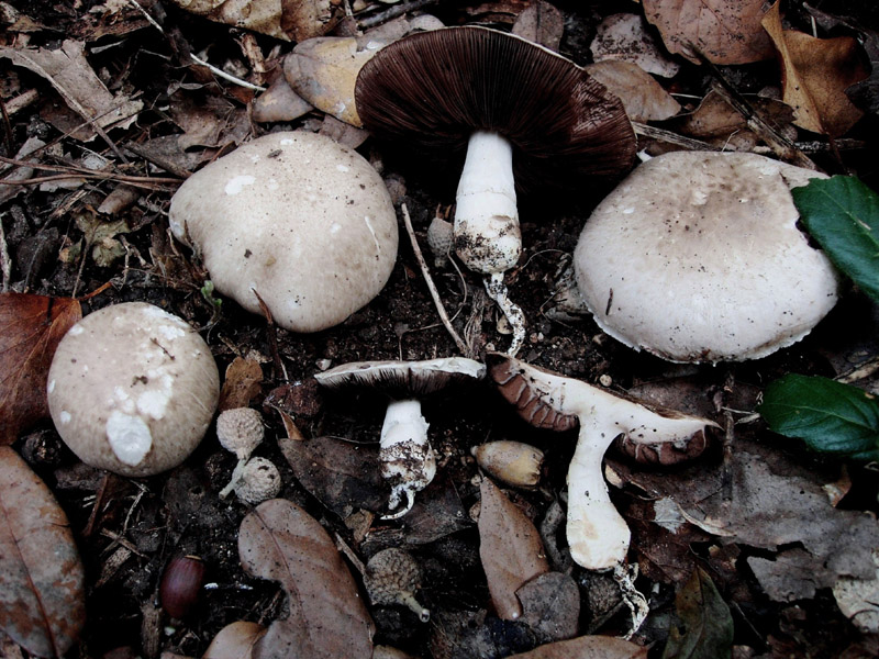 Agaricus arvensis?